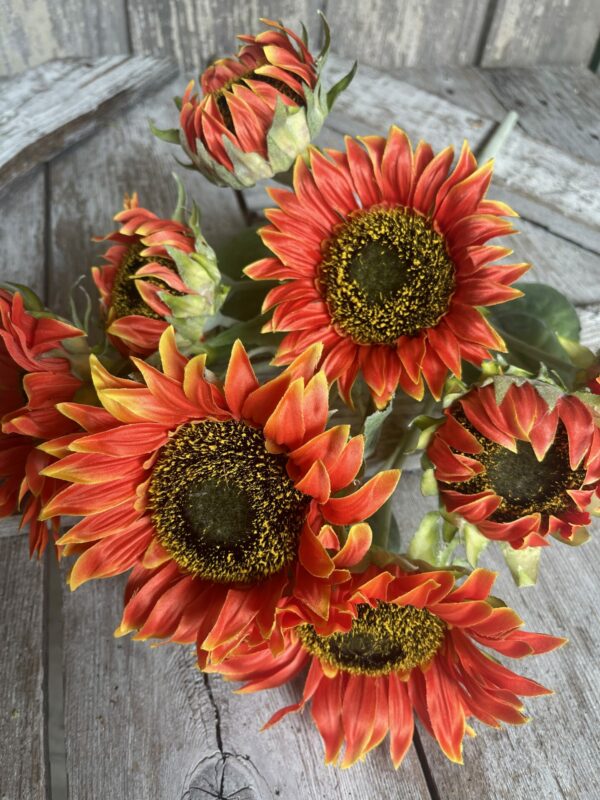 Orange Helianthus Flower seeds for Planting - Pollinator Friendly, Heirloom & GMO Free Seeds for Home Garden