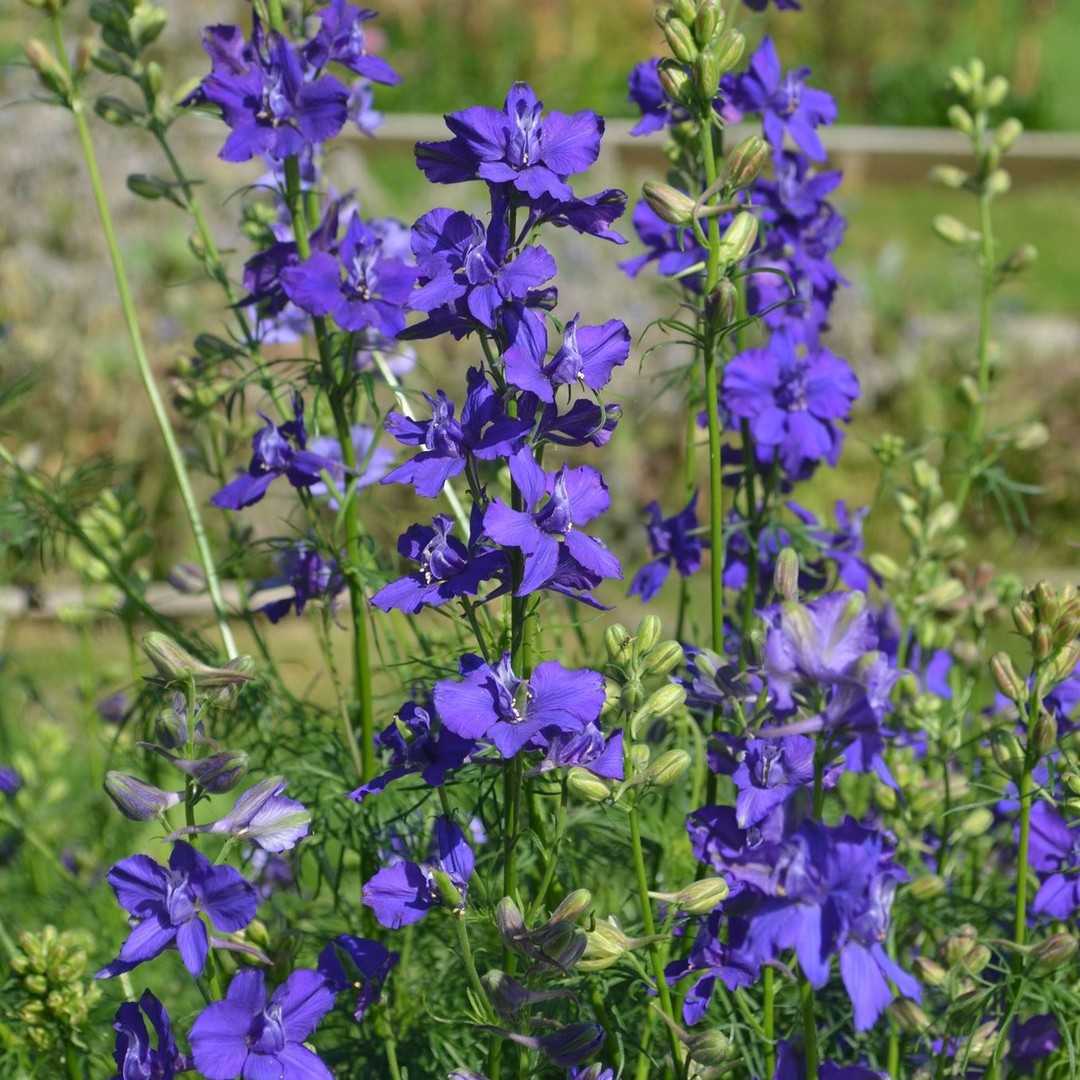 Rocket Larkspur Flower Seeds for Beautiful Garden Blooms - Evergrowseeds