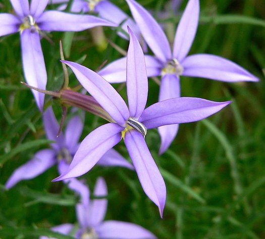 Blue Laurentia Flower seeds for Planting - Vibrant Colors, Heirloom & GMO Free Seeds for Home Garden