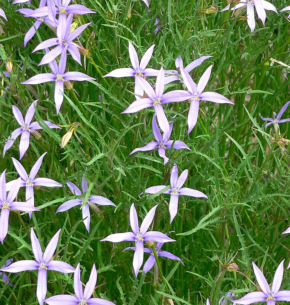 Violet Isotoma Axillaris Flower seeds for Planting - Drought Tolerant, Heirloom & GMO Free Seeds for Home Garden