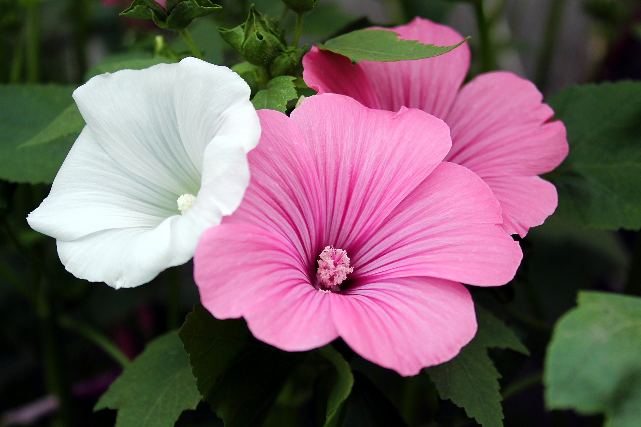 Pink Lavatera Trimestris Flower seeds for Planting - Seasonal Bloomer, Heirloom & GMO Free Seeds for Home Garden