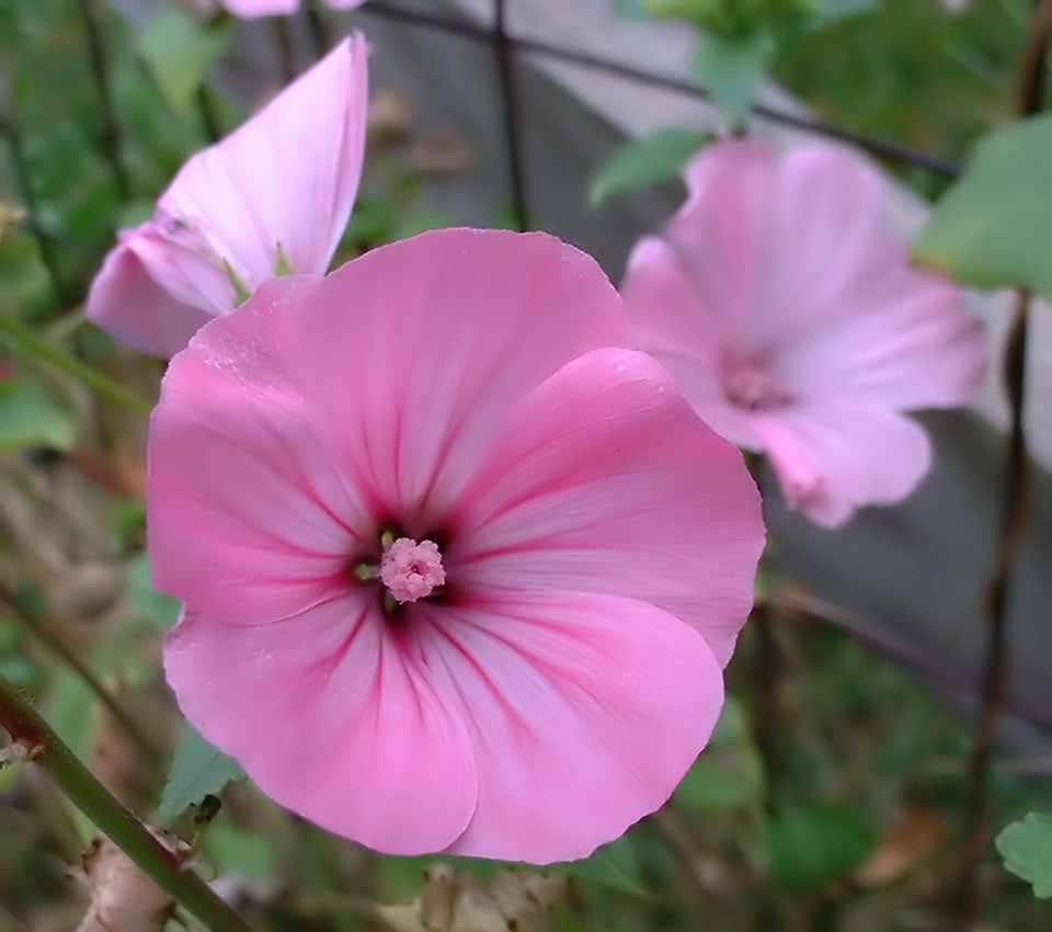 Pink Lavatera Trimestris Flower seeds for Planting - Seasonal Bloomer, Heirloom & GMO Free Seeds for Home Garden