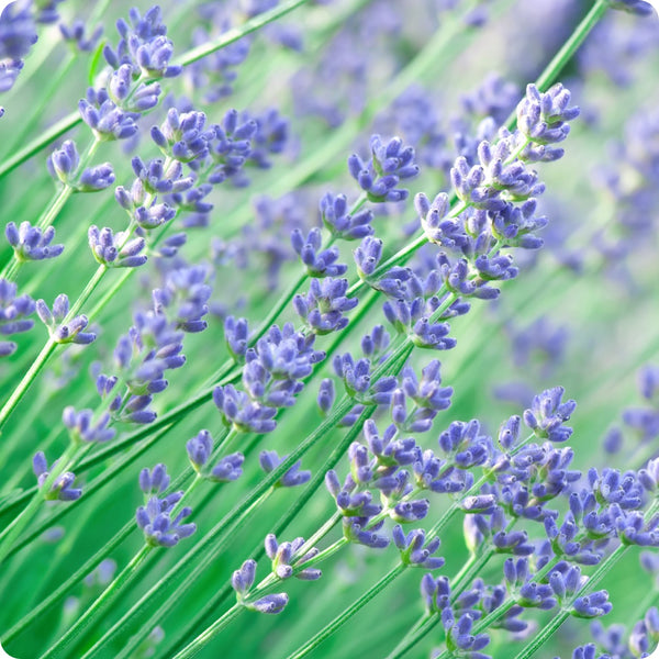 Munstead Lavender (Lavandula angustifolia) Seeds