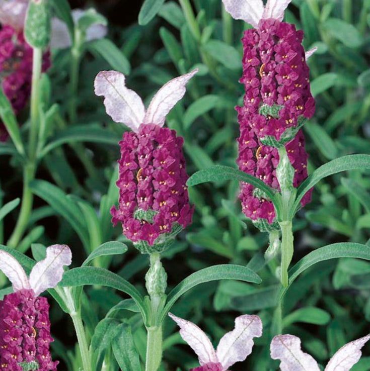 Red Lavender Flower seeds for Planting - Bright Blooms, Heirloom & GMO Free Seeds for Home Garden