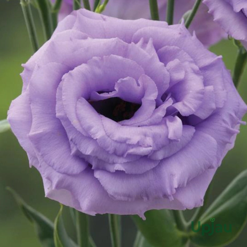 Lavender Eustoma (Lisianthus) Flower seeds for Planting - Compact Growth, Heirloom & GMO Free Seeds for Home Garden