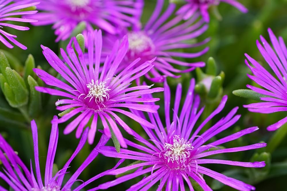 Lavender Delosperma Seeds for Planting