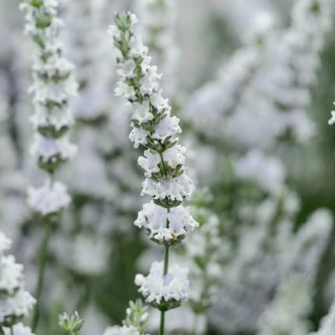 White Lavender Flower Seeds for Planting Garden Favorite Heirloom & GMO Free Seeds for Home Garden
 
 Sale