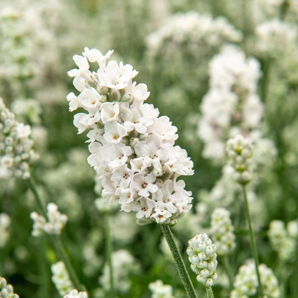 White Provence Lavender Flower Seeds for Planting Low Maintenance Heirloom & GMO Free Seeds for Home Garden
 
 Sale