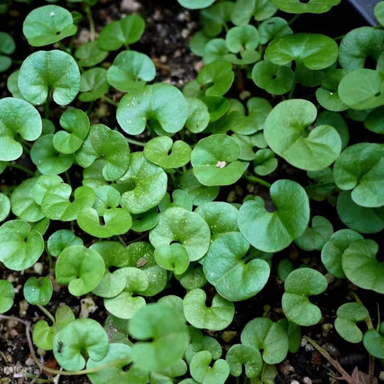 Dichondra Repens Lawn Flower seeds for Planting - Garden Favorite, Heirloom & GMO Free Seeds for Home Garden