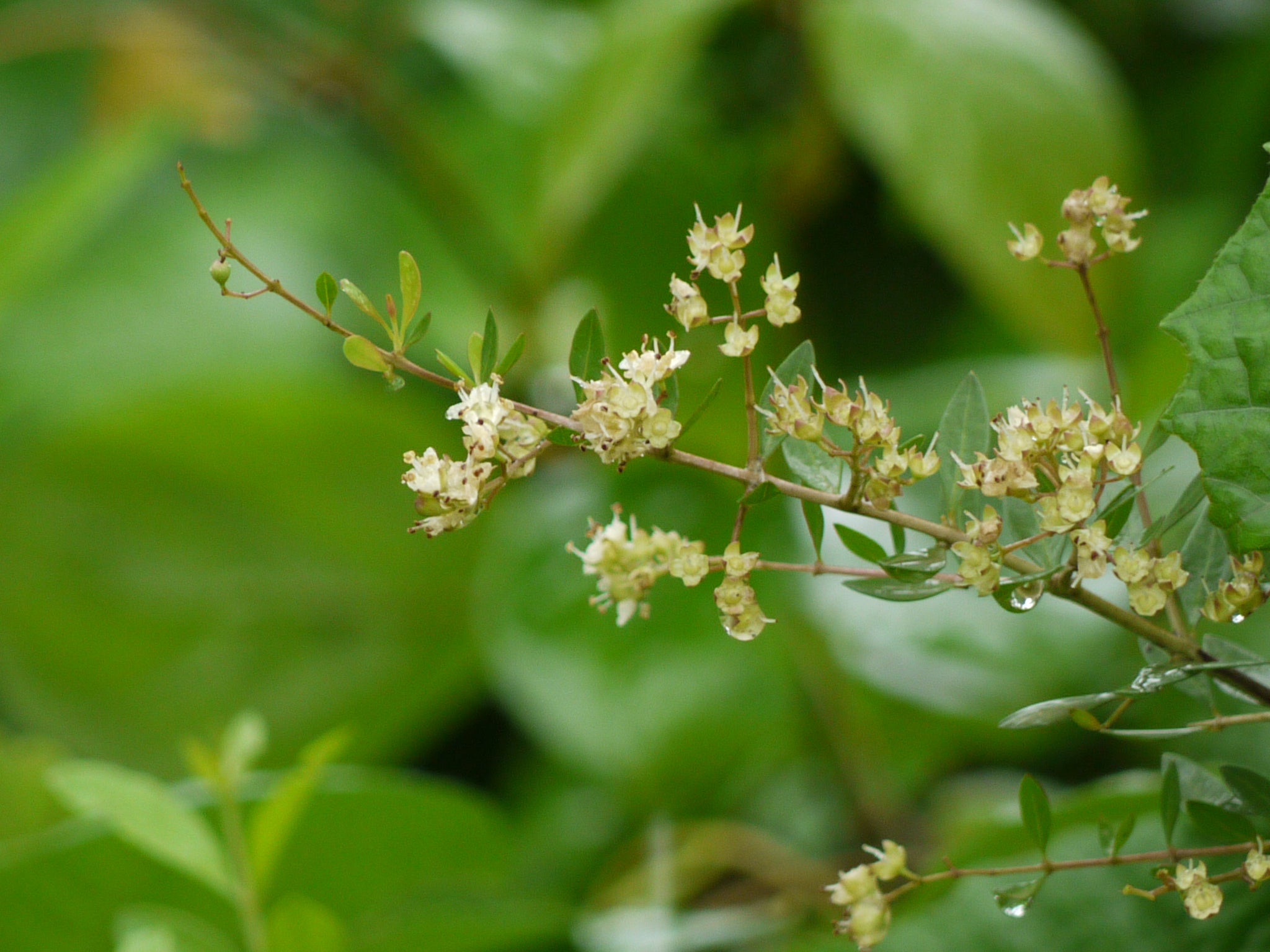 Lawsonia Inermis Flower seeds for Planting Wildflower Mix Heirloom & GMO Free Seeds for Home Garden