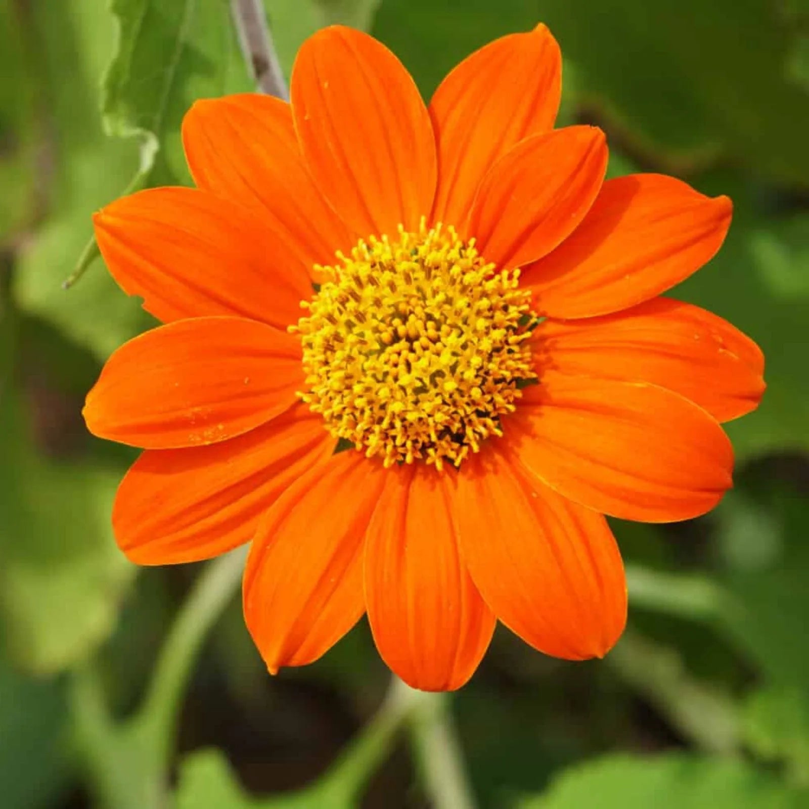 Tithonia Flower seeds for Planting - Hardy Variety, Heirloom & GMO Free Seeds for Home Garden