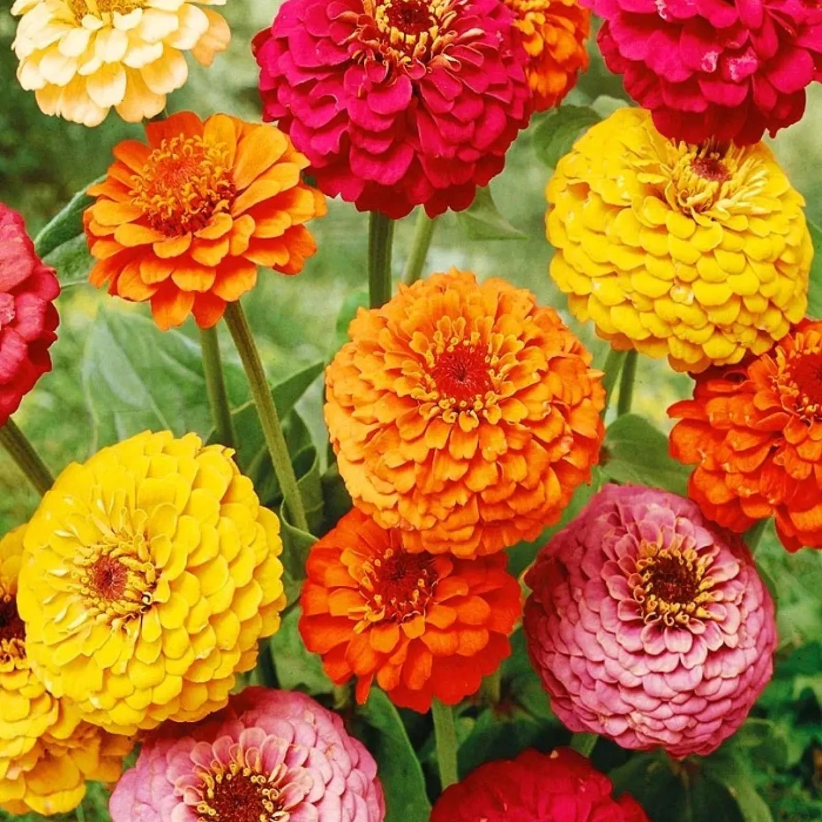 Mixed Helichrysum Flower seeds for Planting - Long Bloom Season, Heirloom & GMO Free Seeds for Home Garden