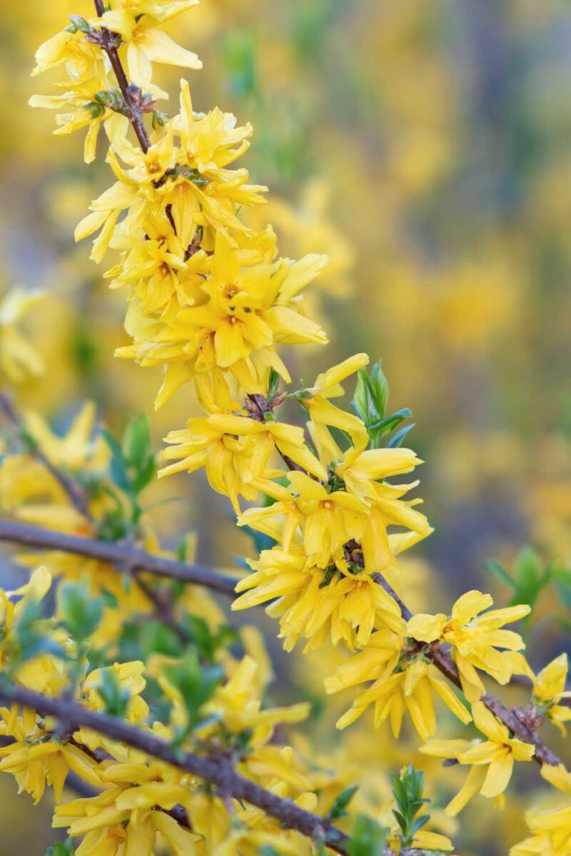 Weeping Forsythia Flower Seeds - Premium Planting Seeds for a Beautiful Garden Display