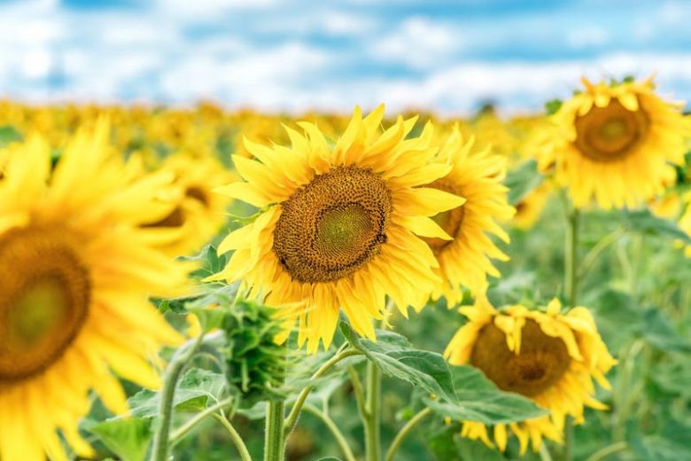 Yellow Sunflower Perennial Flower Seeds for Planting Garden Favorite Heirloom & GMO Free Seeds for Home Garden
 
 Sale
