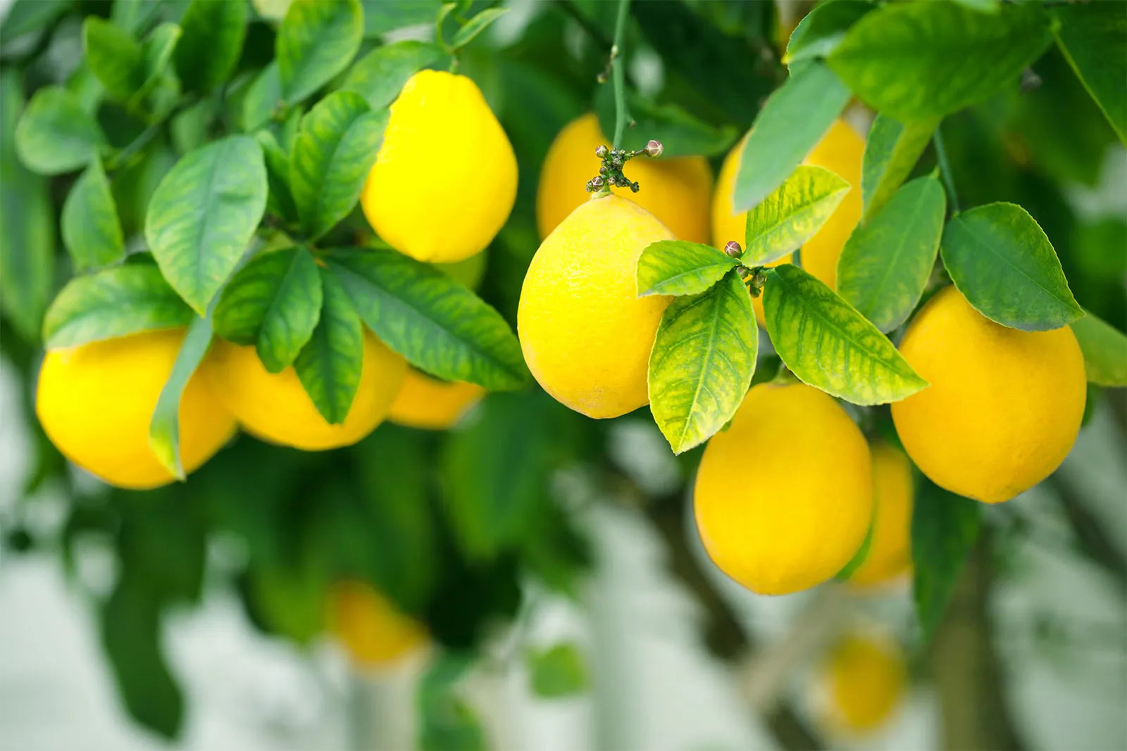 Citron Vegetable Seeds for Your Garden