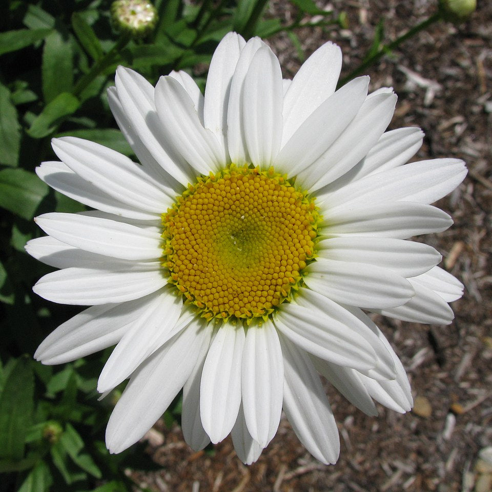 White Leucanthemum Flowers - Seeds for Flourishing Blooms