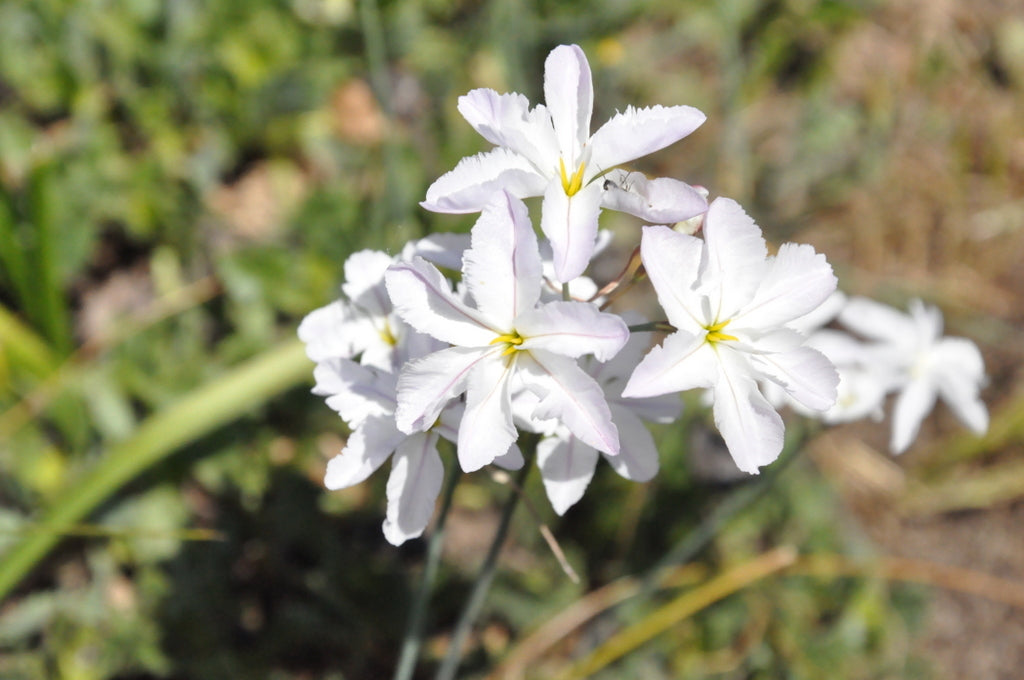 White Leucocoryne Appendiculata Flower Seeds for Planting Heirloom Non-GMO Seeds
