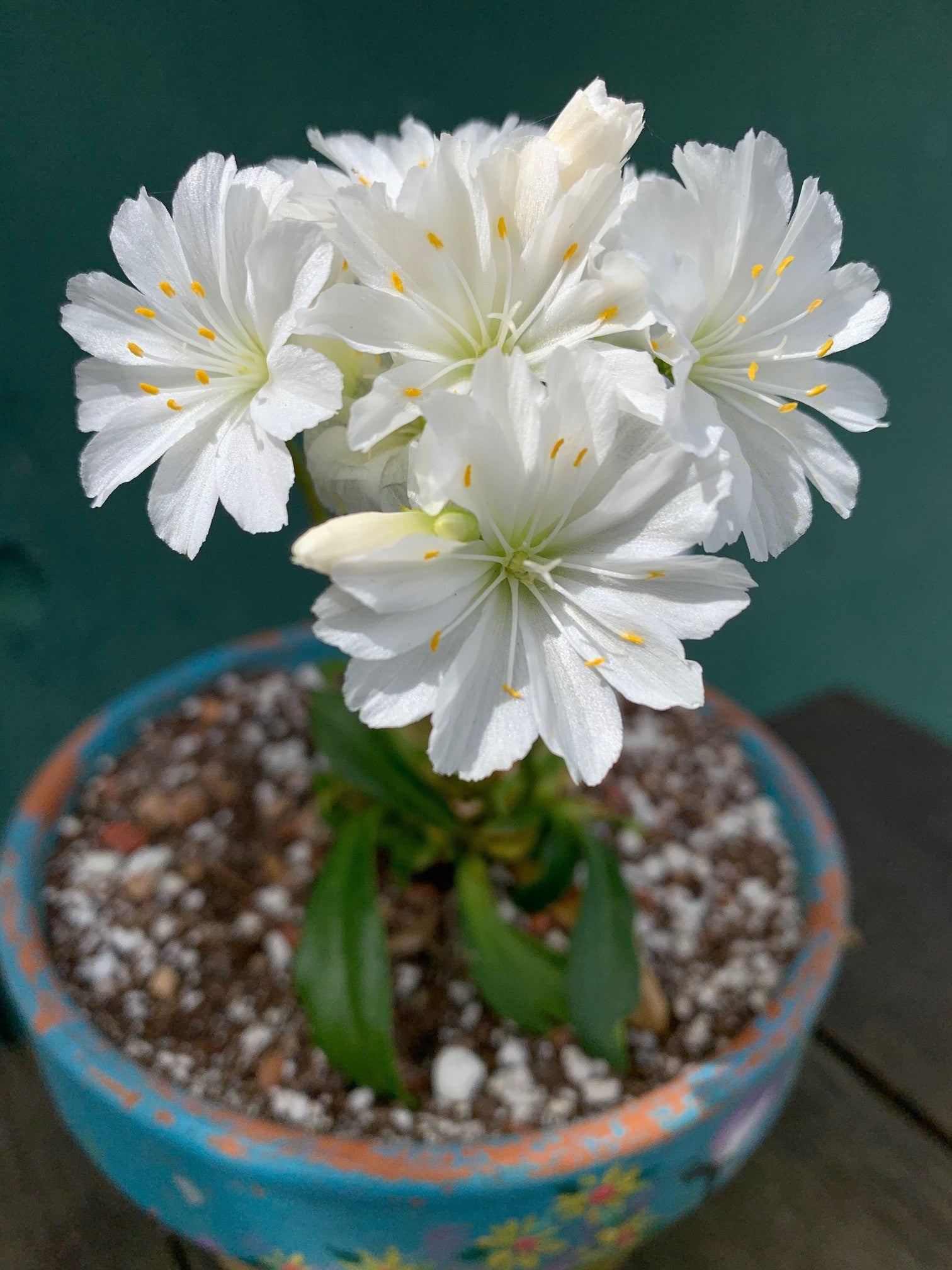 White Nevadensis Flower Seeds for Planting | Elegant White Blooms for Your Garden