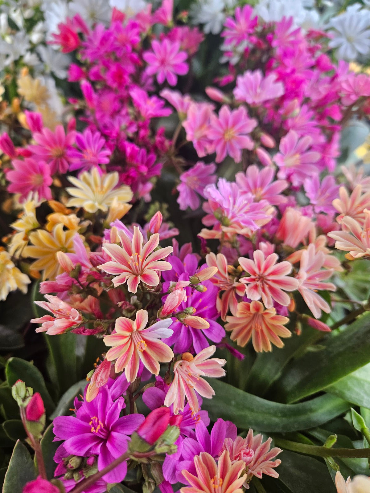 Mixed Lewisia Flower seeds for Planting - Compact Growth, Heirloom & GMO Free Seeds for Home Garden