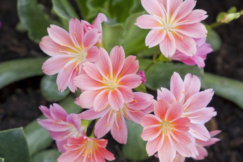 Lewisia Cotyledon Flower seeds for Planting Sun Loving Heirloom & GMO Free Seeds for Home Garden