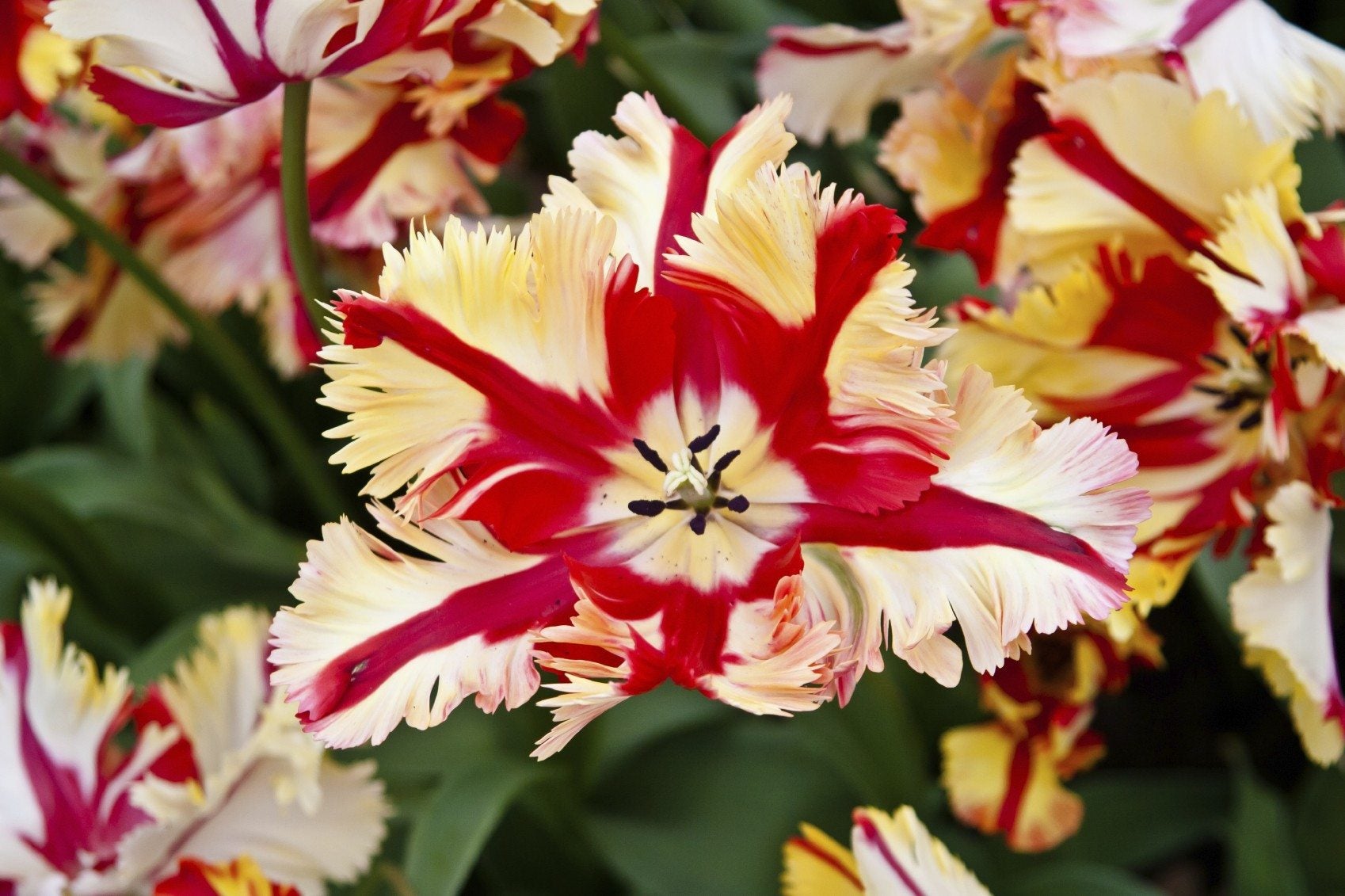 Bicolor Flower Seeds for Planting - Evergrowseeds