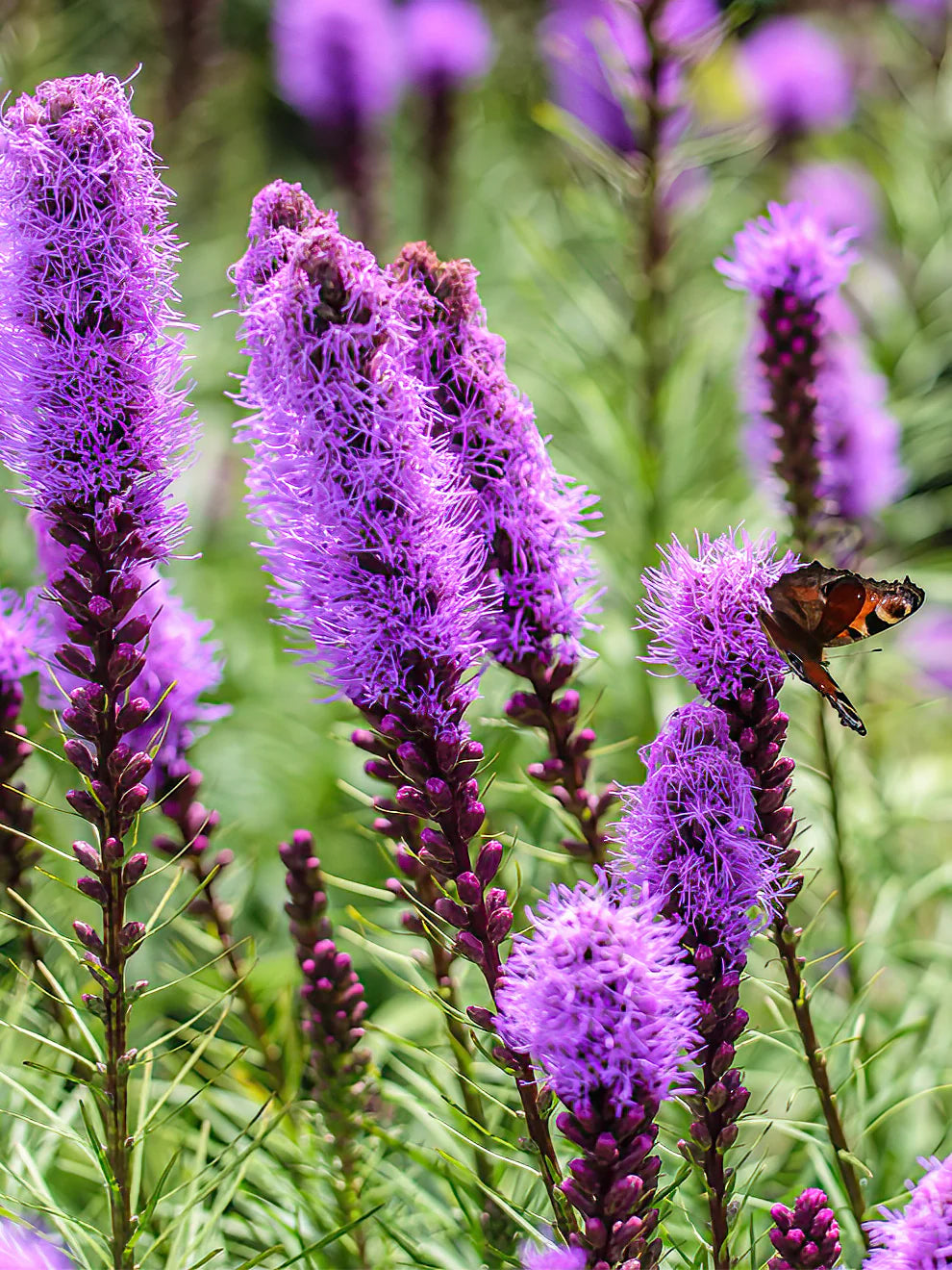 Liatris Flower Seeds for Planting  Vibrant Perennial Blooms