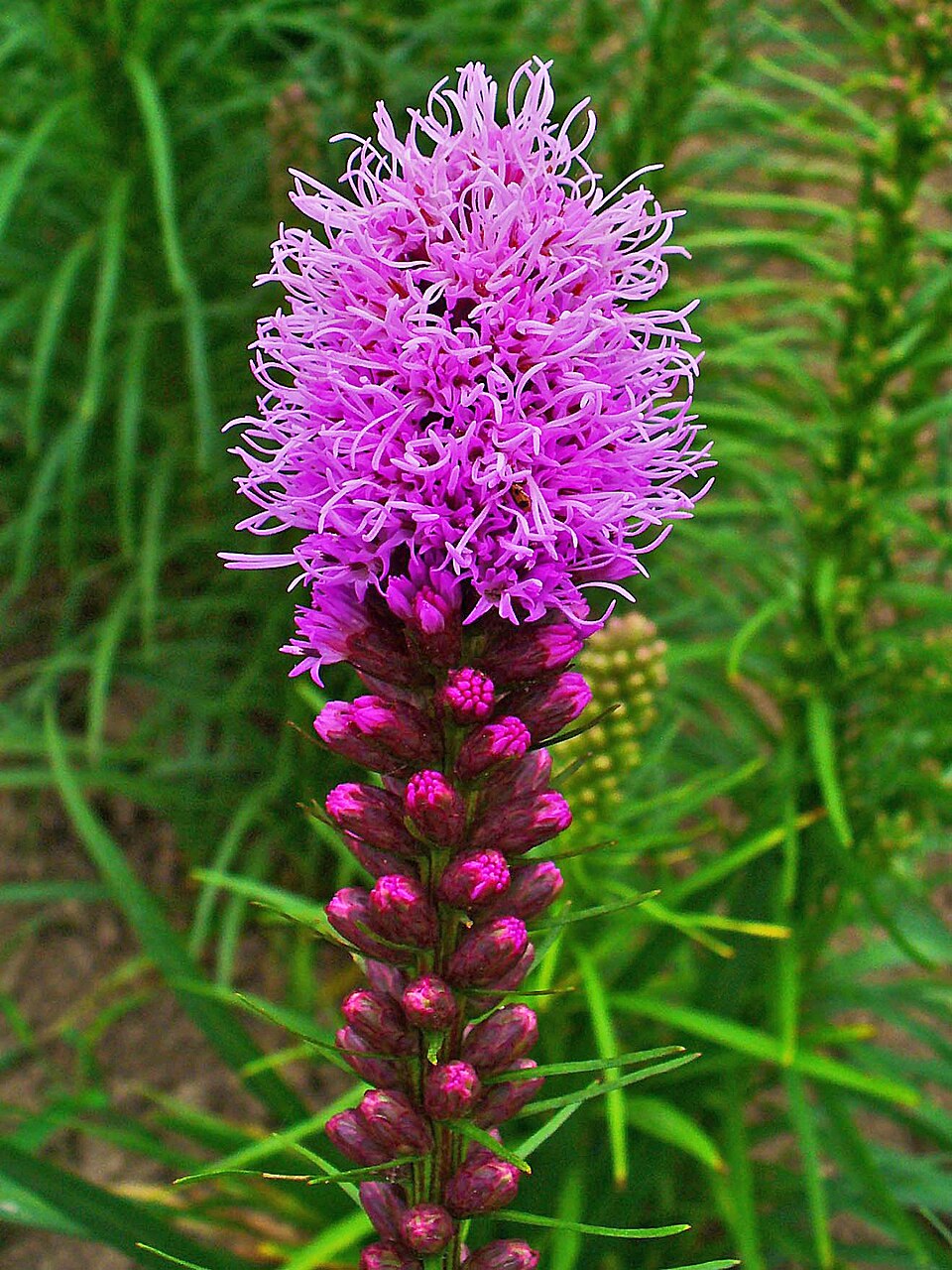 Lavender Liatris Flower seeds for Planting - Drought Tolerant, Heirloom & GMO Free Seeds for Home Garden