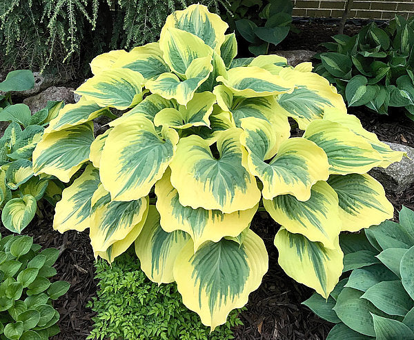 Green Hosta Flower seeds for Planting - Long Bloom Season, Heirloom & GMO Free Seeds for Home Garden