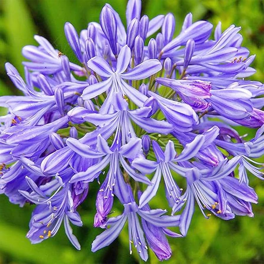 Light Blue Nile Agapanthus seeds for planting