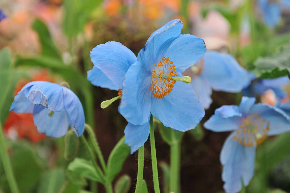 Fresh Meconopsis Flower seeds for Planting - Premium Quality, Heirloom & GMO Free Seeds for Home Garden
