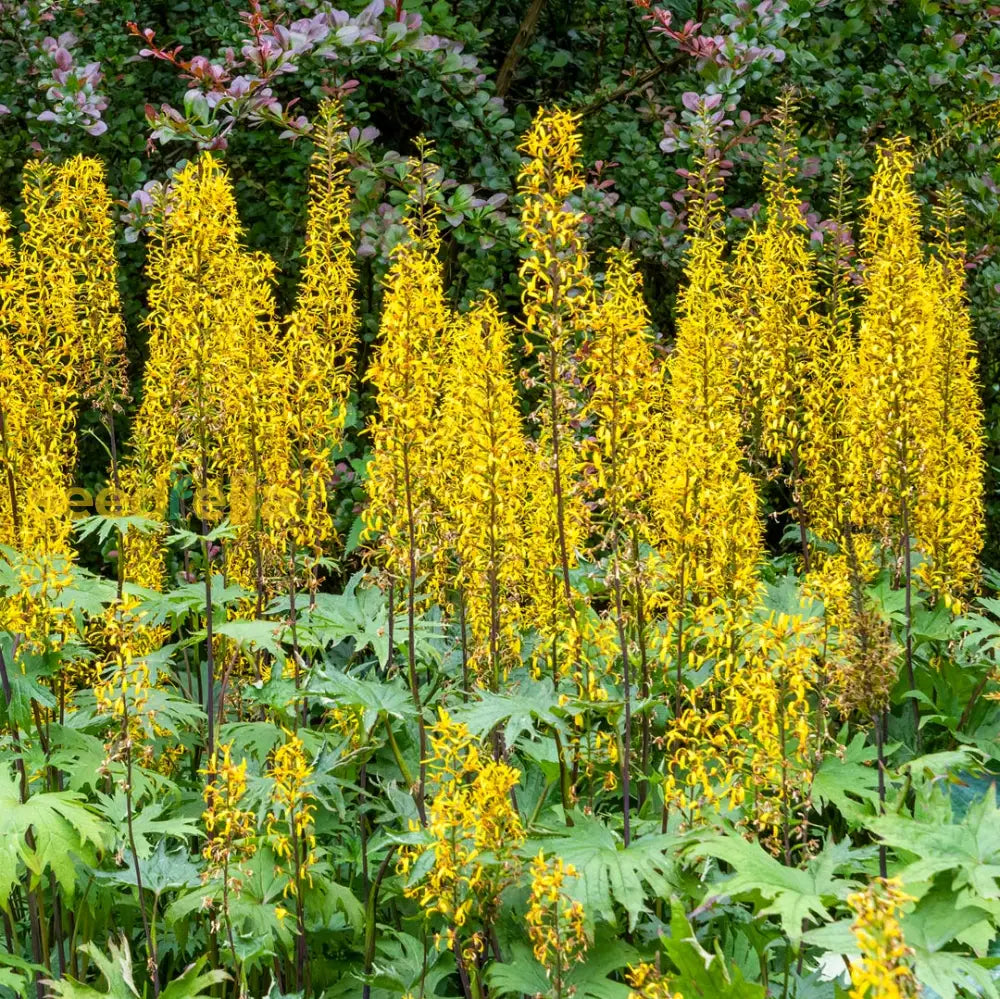 Yellow Ligularia seeds for planting