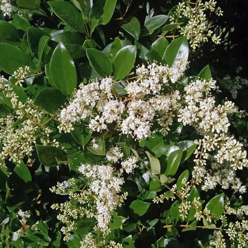 Pink Crape Myrtle Flower seeds for Planting - Colorful Display, Heirloom & GMO Free Seeds for Home Garden