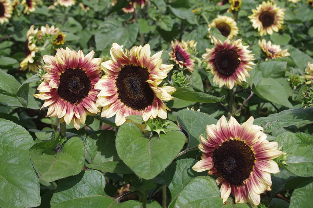 Sunflower Flower Seeds Burgundy for planting Heirloom Non-GMO Seeds