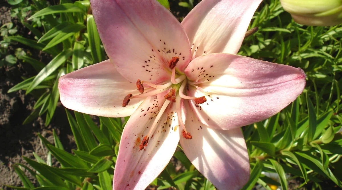 Light Pink Lilium Flower Seeds for Planting Sun Loving Heirloom & GMO Free Seeds for Home Garden
 
 Sale