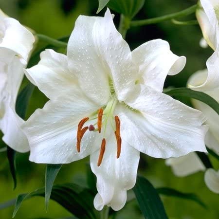 Casa Blanca Flower seeds for Planting - Perfect for Borders, Heirloom & GMO Free Seeds for Home Garden