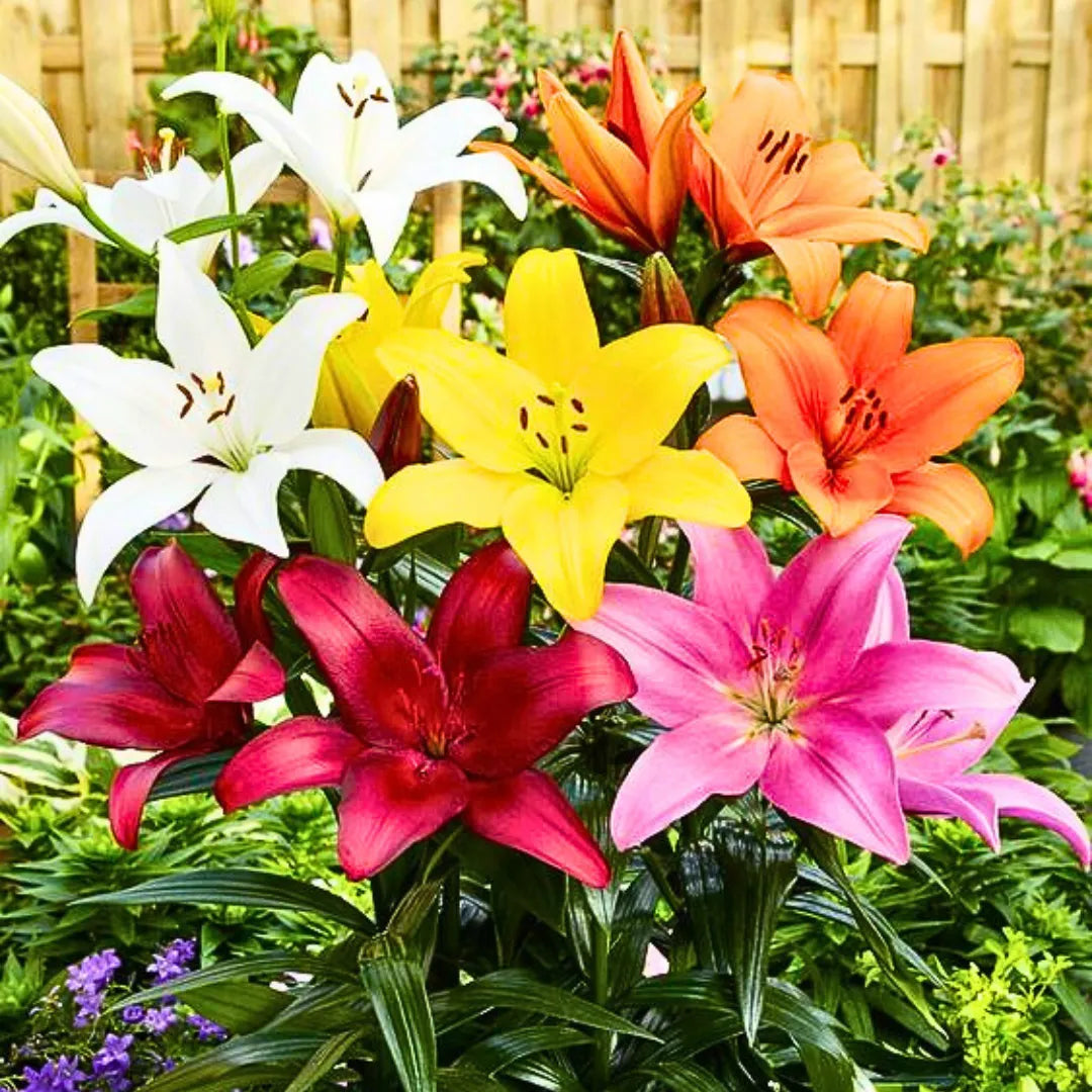 Mixed Flower seeds for Planting - Garden Favorite, Heirloom & GMO Free Seeds for Home Garden