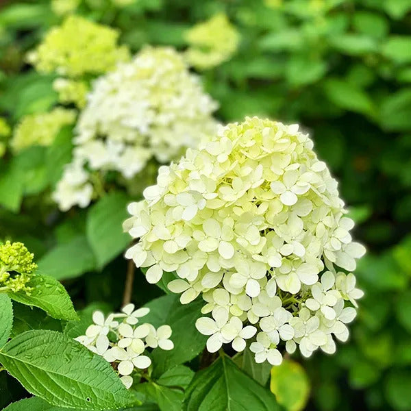 White Vanilla Fraise Flower seeds for Planting - Cottage Garden Essential, Heirloom & GMO Free Seeds for Home Garden