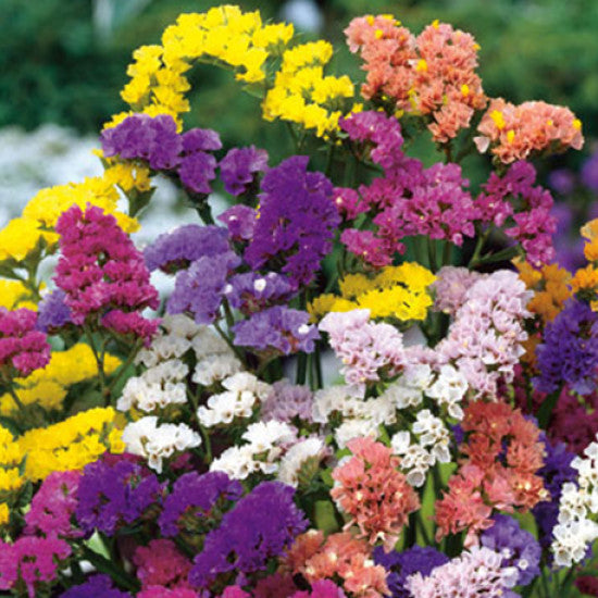 Herencia Flower seeds for Planting - Easy to Grow, Heirloom & GMO Free Seeds for Home Garden