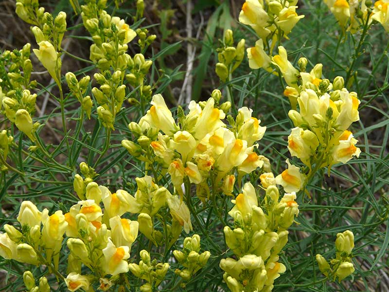 Oldfield Toadflax Flower seeds for Planting - Garden Favorite, Heirloom & GMO Free Seeds for Home Garden