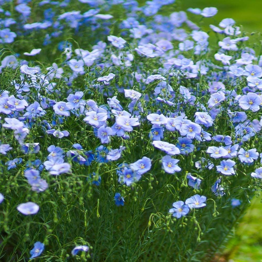 Non GMO Blue Linum seeds