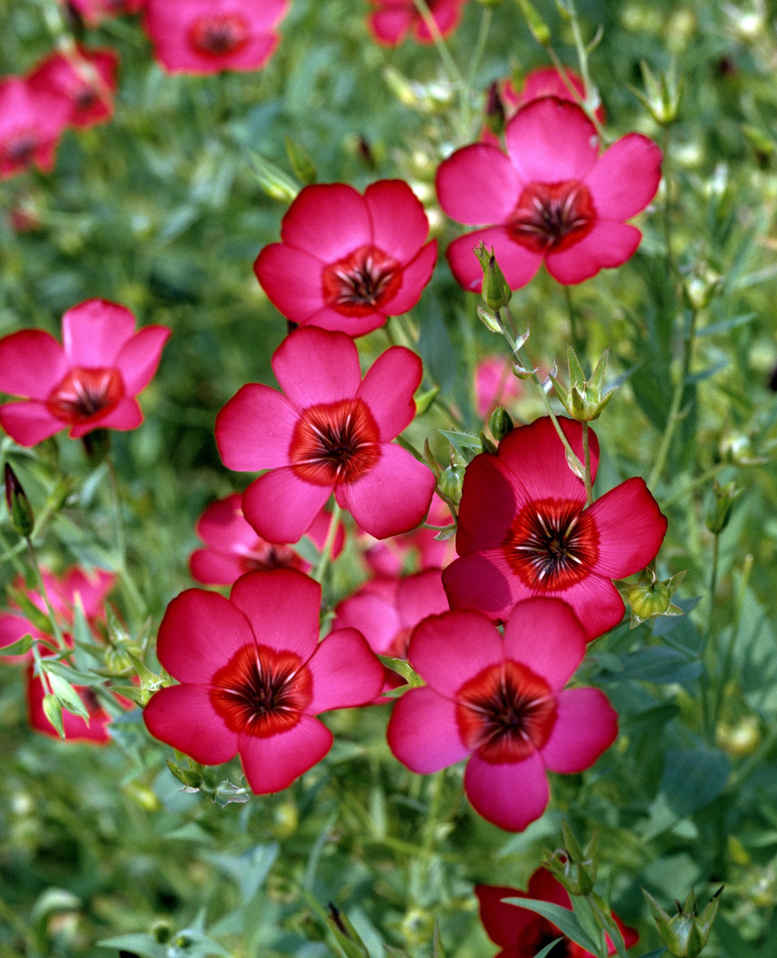 Scarlet Flax Flower seeds for Planting Long Bloom Season Heirloom & GMO Free Seeds for Home Garden