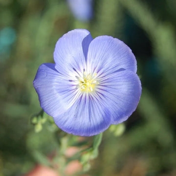 Blue Linum Flower seeds for Planting - Cut Flower Favorite, Heirloom & GMO Free Seeds for Home Garden