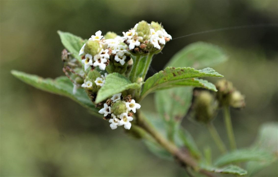 Green Lippia Javanica Planting Seeds For Perennial Gardens