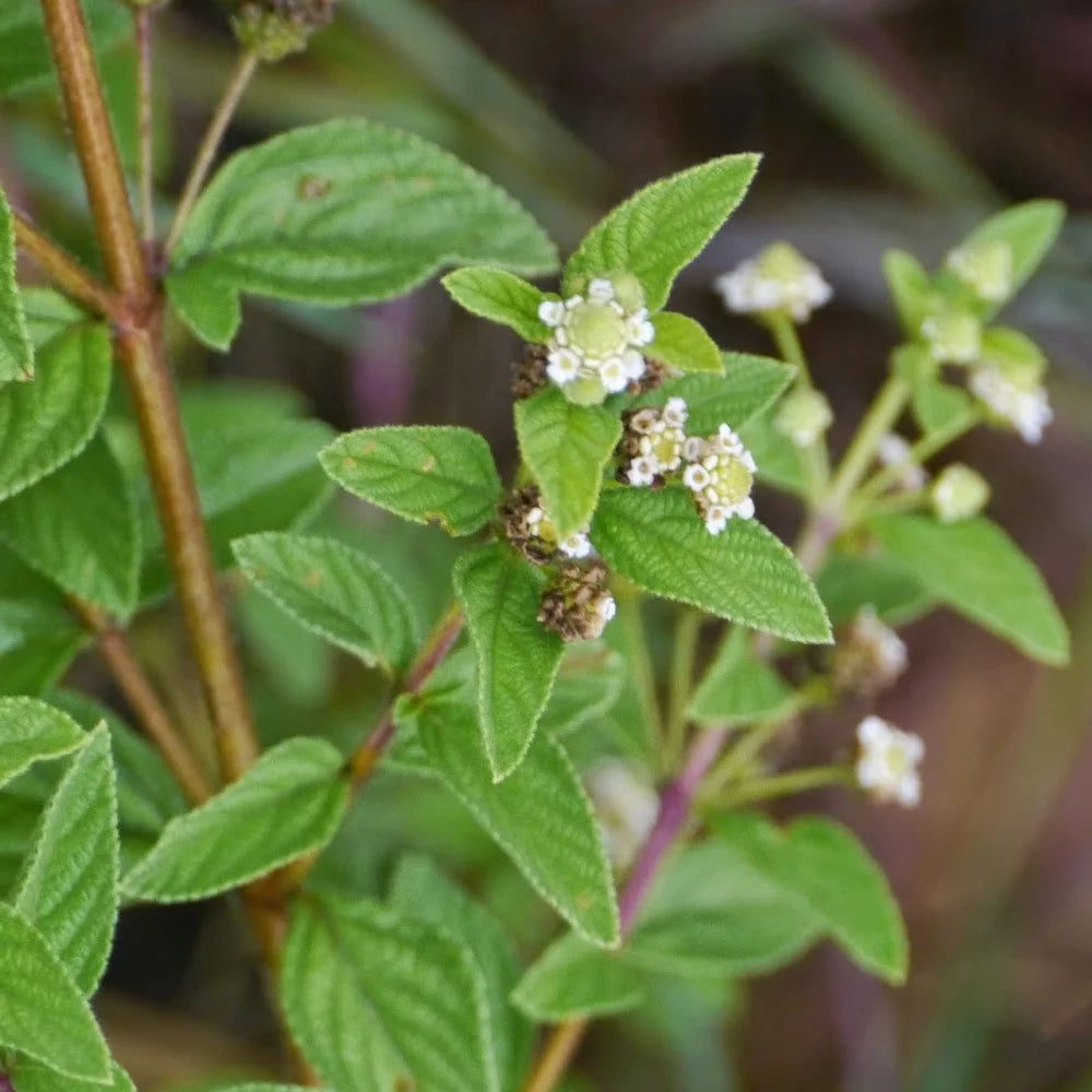 Green Lippia Javanica Flower seeds for Planting - Bright Blooms, Heirloom & GMO Free Seeds for Home Garden