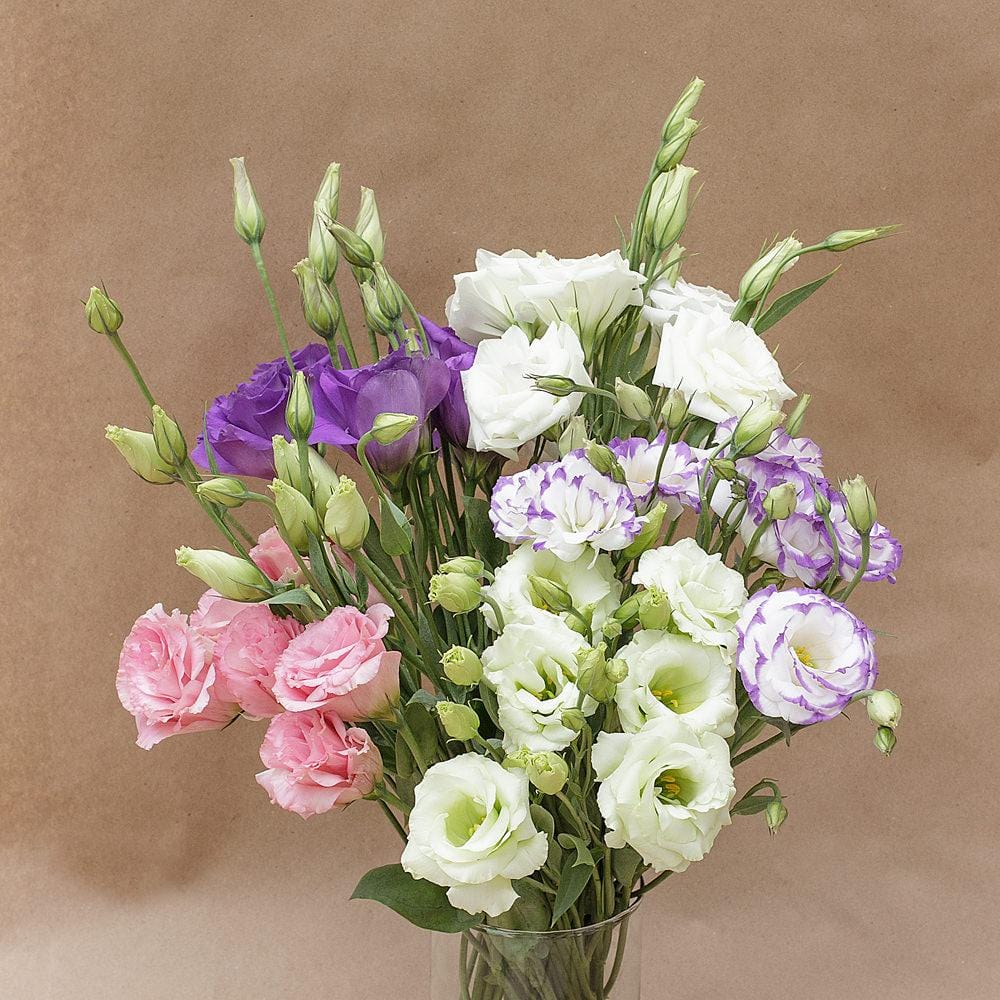 Mixed Lisianthus Sapphire Flower seeds for Planting - Seasonal Bloomer, Heirloom & GMO Free Seeds for Home Garden