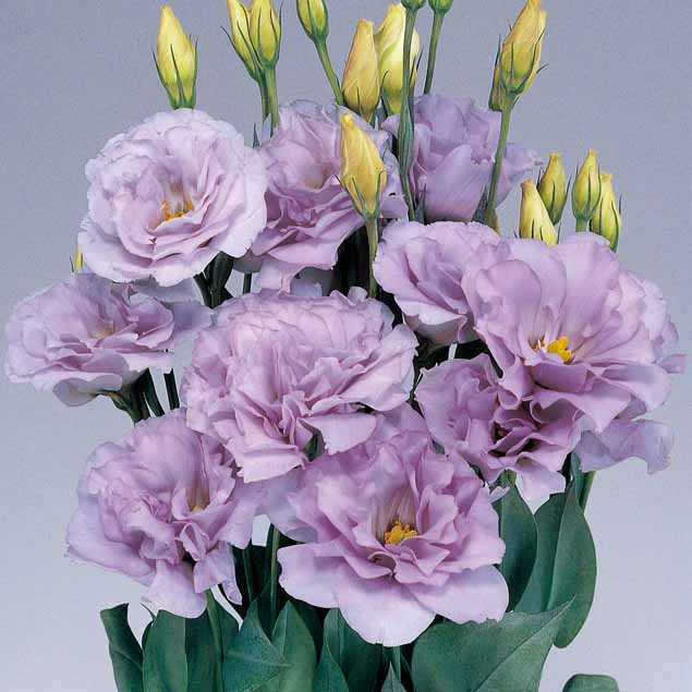 Lavender Eustoma (Lisianthus) Flower seeds for Planting - Compact Growth, Heirloom & GMO Free Seeds for Home Garden