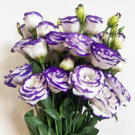Mixed Lisianthus Echo Flower seeds for Planting - Compact Growth, Heirloom & GMO Free Seeds for Home Garden