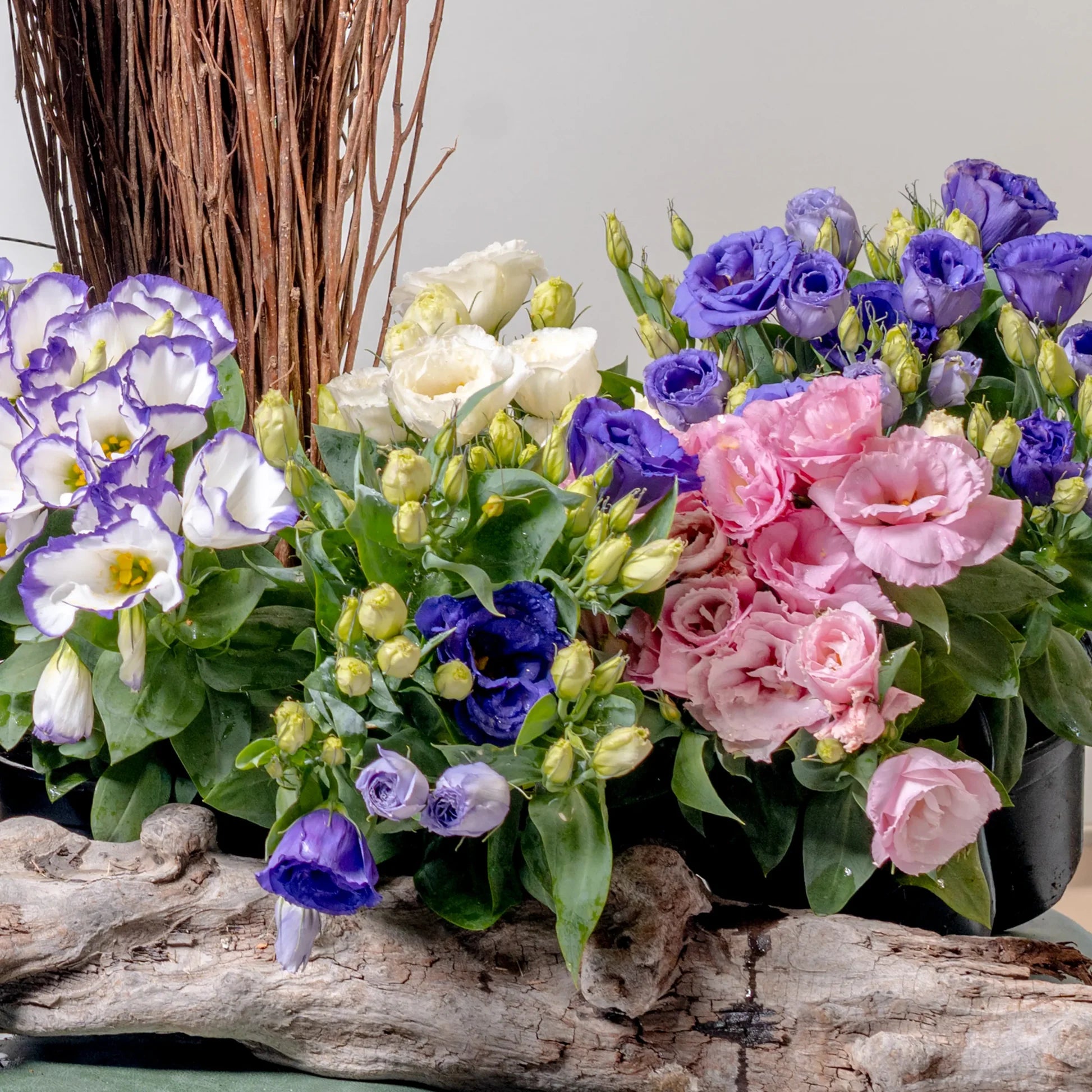 Lisianthus Flower Seeds for Lush, Blooming Beds - Evergrowseeds