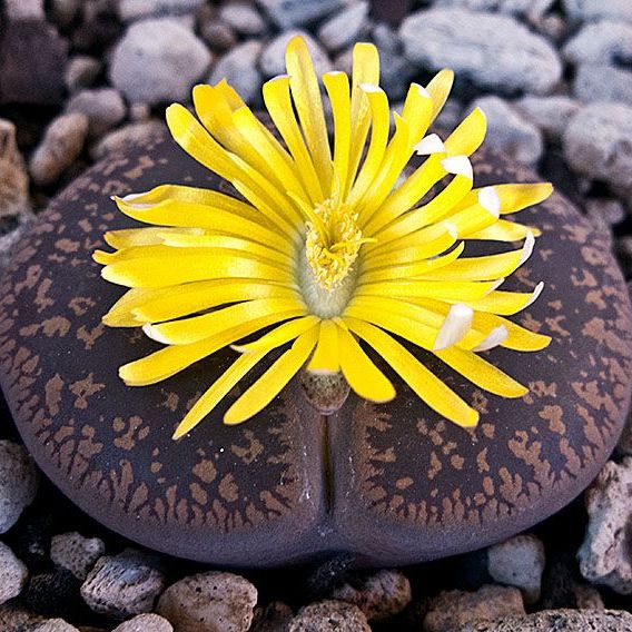 Living Stone Succulent Flower seeds for Planting - Vibrant Colors, Heirloom & GMO Free Seeds for Home Garden