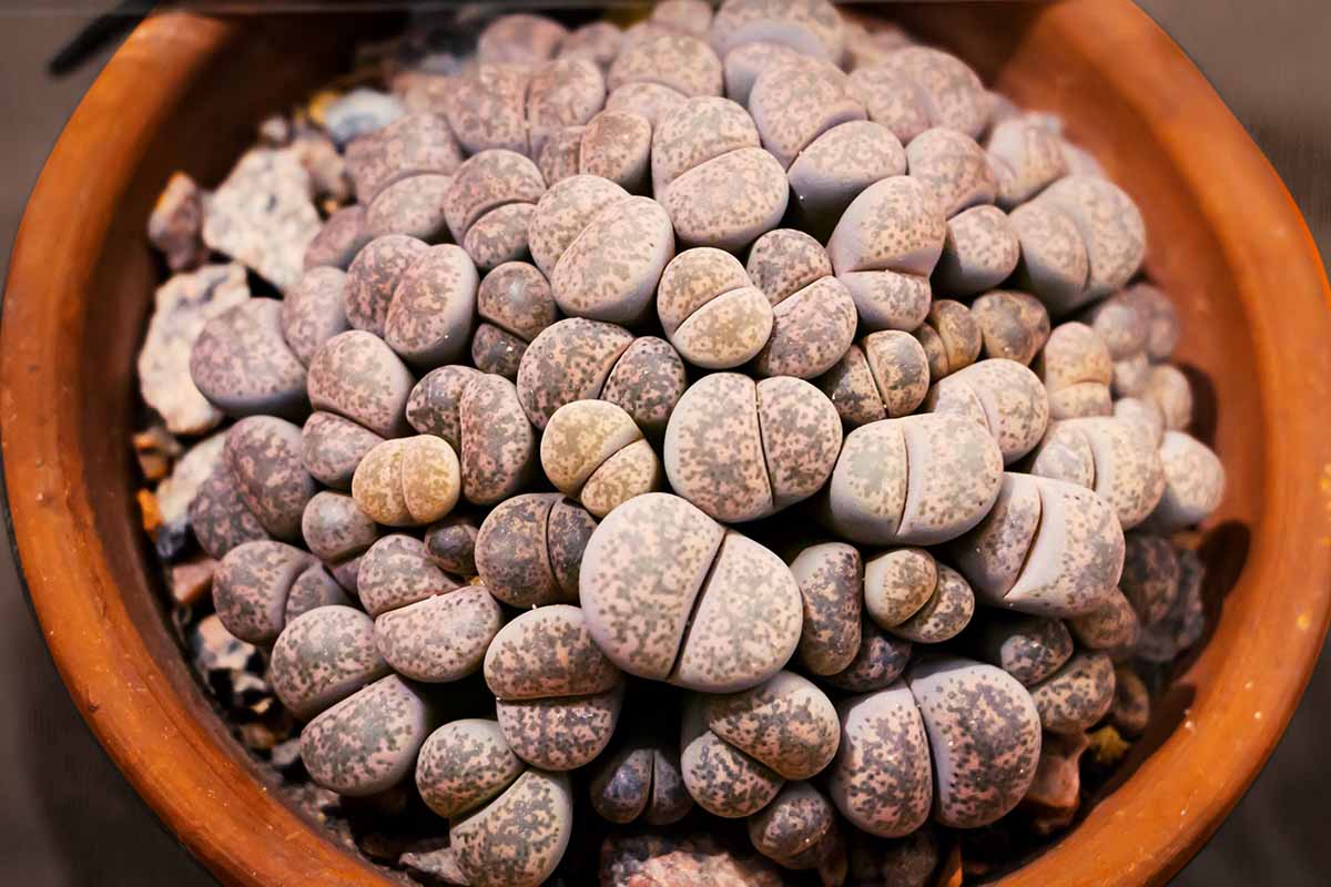 Red Raw Stone Planting Seeds